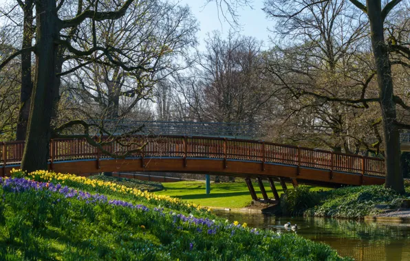 Картинка солнце, деревья, цветы, мост, пруд, парк, утки, весна