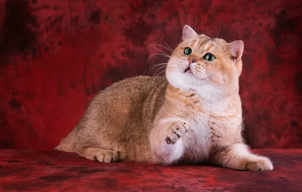 Кошка, кот, взгляд, морда, поза, лапы, лежит, красный фон