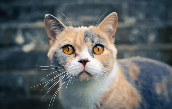 Кот, желтые глаза, три цвета