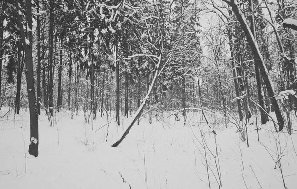 Картинка зима, лес, снег, деревья, Россия, монохром, monochrome, black and white