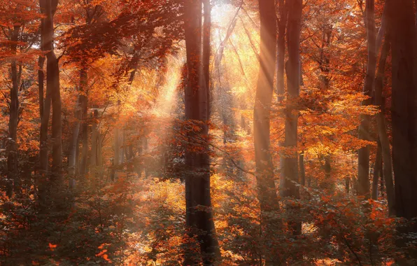 Картинка осень, лес, солнце, лучи, деревья