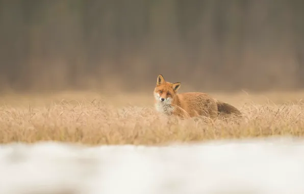 Поле, природа, фон, лиса, рыжая, лисица