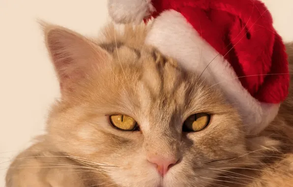 Картинка кошка, взгляд, мордочка, Санта, колпак, рыжий кот