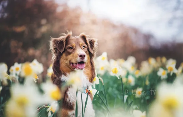 Цветы, друг, собака, Австралийская овчарка, Australian Shepherd