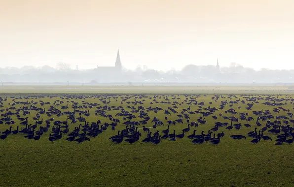 Поле, природа, туман, птица