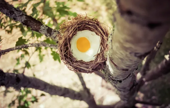 Дерево, яйцо, гнездо