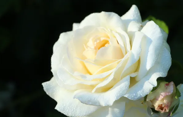 Rose, flower, blooming