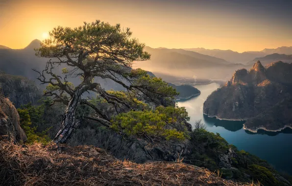 Горы, природа, туман, дерево, скалы, вид, сосна, Южная Корея