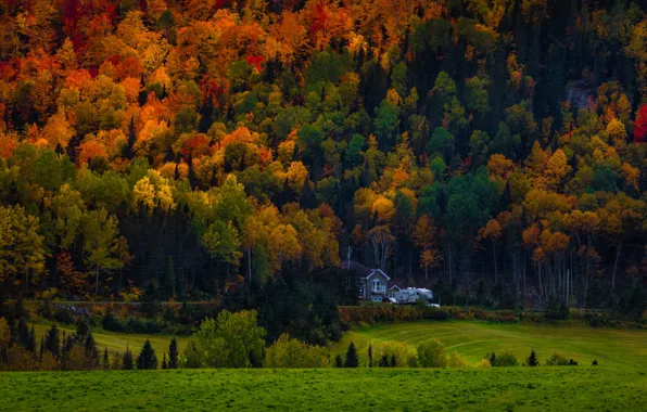 Осень, лес, деревья, горы, дом, склон, домик, особняк