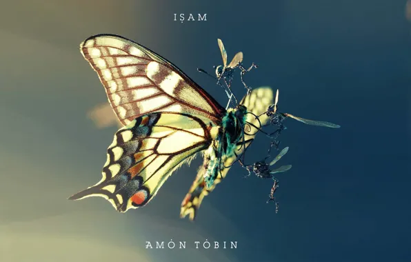 Картинка насекомые, борьба, мотылек, amon tobin