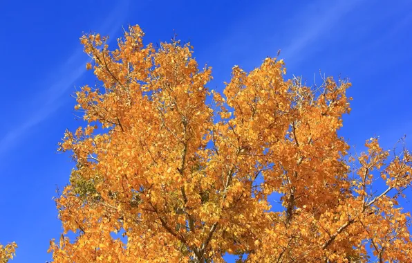 Осень, небо, листья, дерево