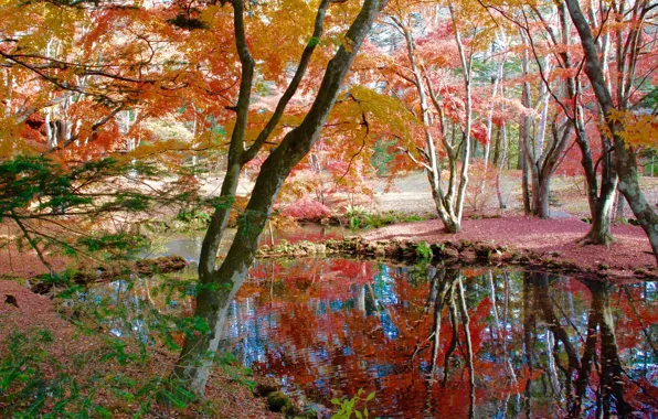 Осень, листья, деревья, пруд, парк, сад