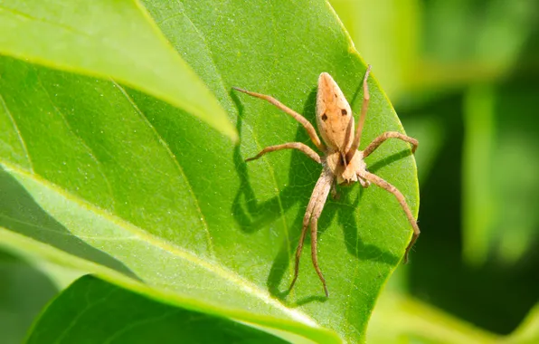 Spider, leaf, insect