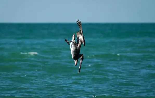 Птица, Fishing, Brown Pelican