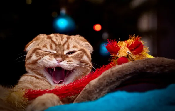 Картинка кошка, киса, кот