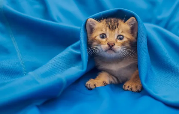 Кошка, взгляд, поза, котенок, ткань, плед, мордашка, синий фон