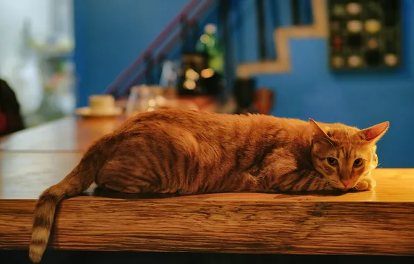 Картинка кот, лежит, рыжая