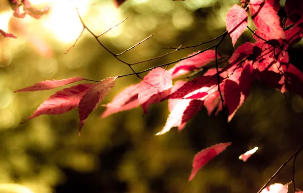 Картинка зелень, осень, листья, дерево, цвет, красные, колор