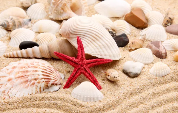 Картинка песок, пляж, звезда, ракушки, star, beach, pearl, sand
