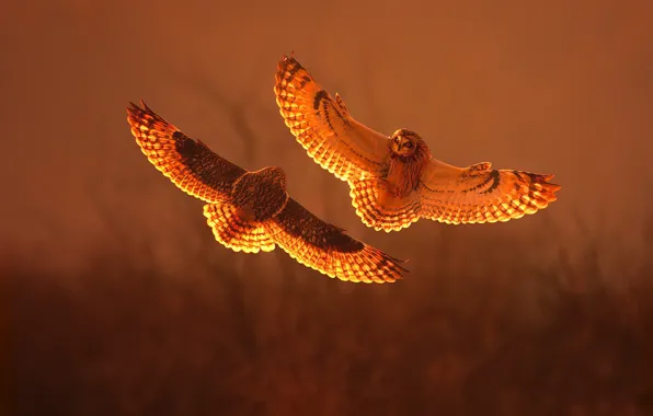 Sunset, fight, short eared owl