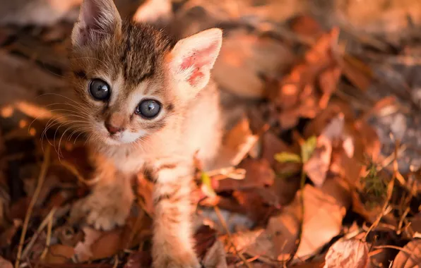 Кошка, взгляд, природа