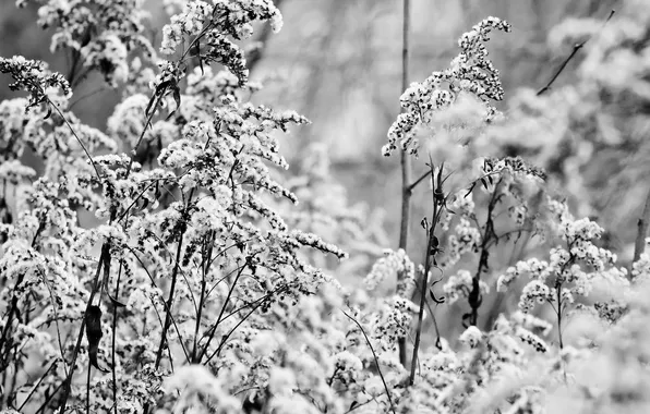 Листья, кустарник, черно белое фото