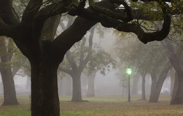 Картинка деревья, город, туман, фонарь