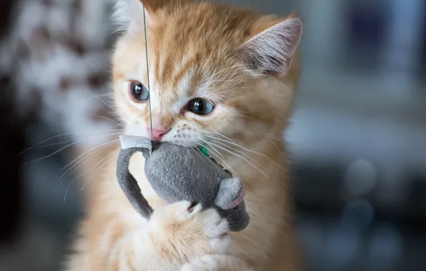 Кошка, котенок, игрушка, мышка, рыжий
