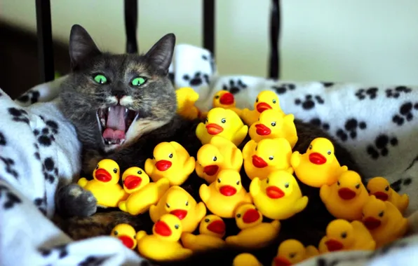Кошка, кот, желтый, испуг, зеленые глаза, уточки