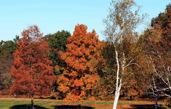 Картинка осень, деревья, Nature, trees, autumn, fall