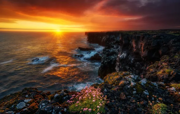 Картинка закат, цветы, океан, скалы, побережье, Исландия, Iceland, Атлантический океан