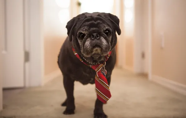 Дом, собака, галстук