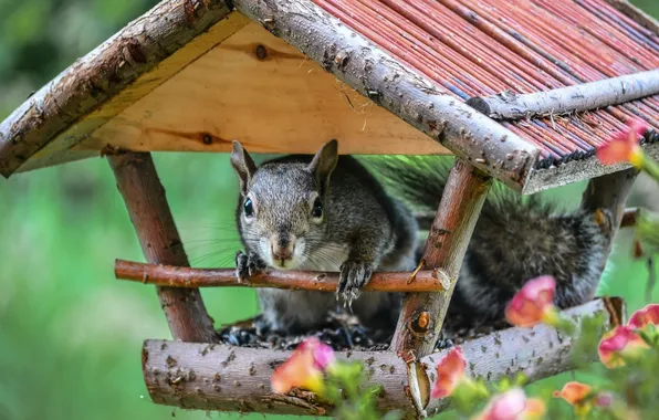 Funny, squirrel, bird feeder