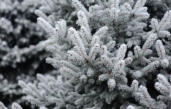 Картинка зима, снег, елка, winter, snow, spruce, frost, fir tree