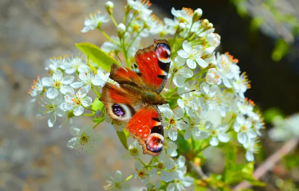 Макро, Весна, Бабочка, Spring, Цветение, Macro, Butterfly, Flowering