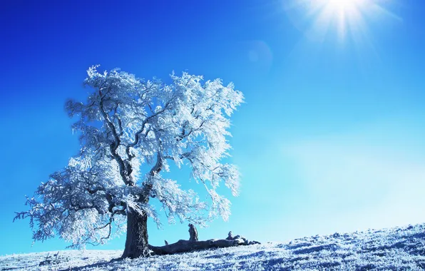 Зима, солнце, снег, деревья, природа, дерево, пейзажи, зимние картинки