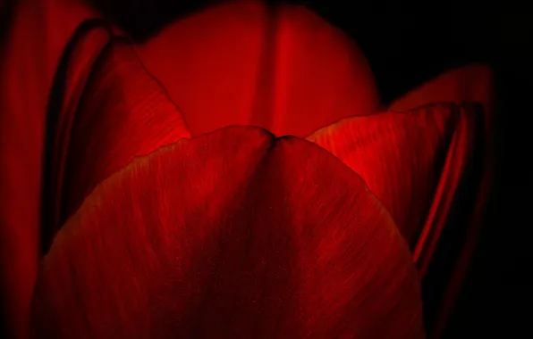 Цветы, природа, лепестки, тюльпаны