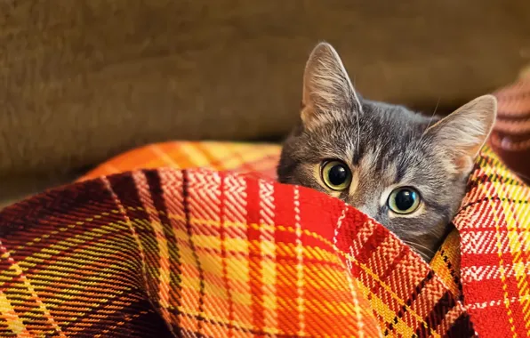 Картинка кот, взгляд, шерсть, одеяло, плед