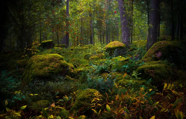 Картинка осень, лес, мох