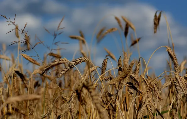 Пшеница, поле, природа, урожай, колоски спелые, уборочная страда