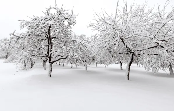 Зима, снег, деревья, пейзаж, зимний, landscape, nature, beautiful