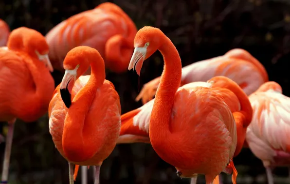 Птицы, природа, American Flamingos