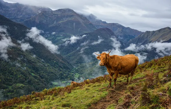Картинка облака, горы, коровы