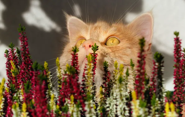 Кошка, кот, взгляд, свет, цветы, стена, тени, рыжая