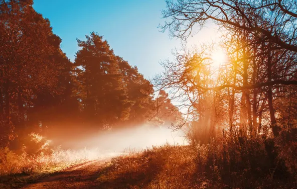 Картинка дорога, осень, лес, деревья, туман, утро