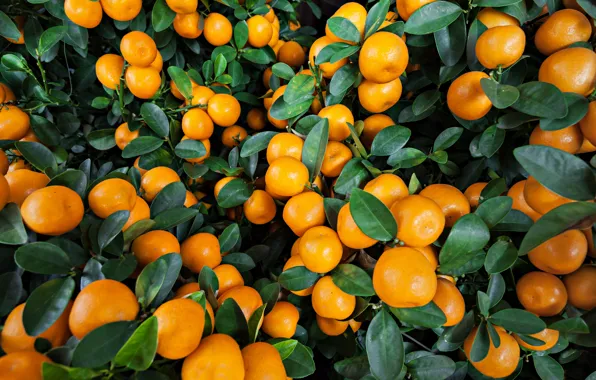 Картинка апельсины, фрукты, leaves, fruits, oranges