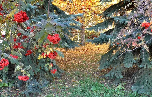 Картинка лес, ель, Осень, рябина