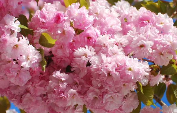 Цветы, природа, вишня, дерево, ветка, весна, сад, Cherry