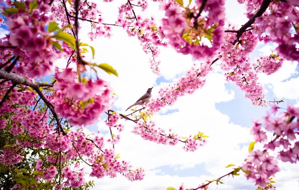 Картинка небо, птица, весна, лепестки, сакура, цветение