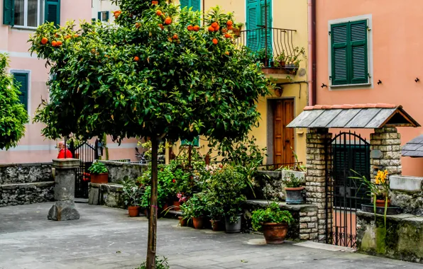 Картинка цветы, дом, дерево, двор, Италия, горшки, калитка, Cinque Terre